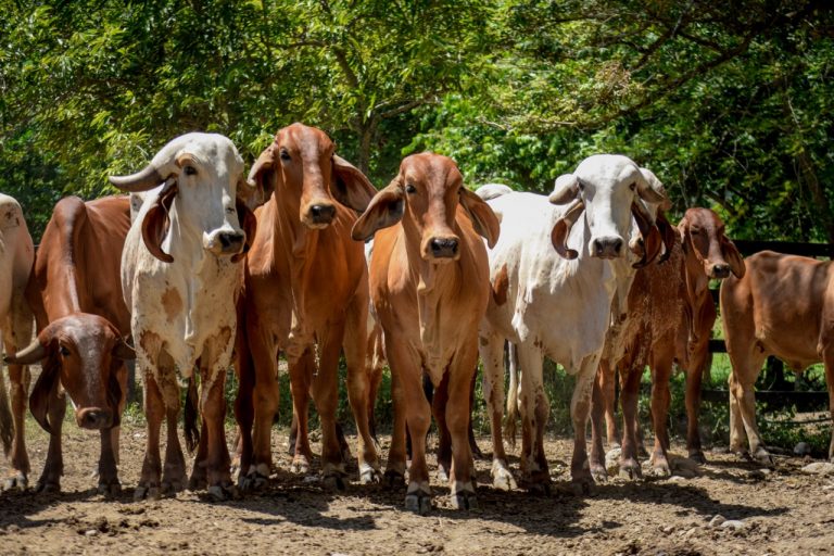Raised Gyr Cow in Colombian Farm