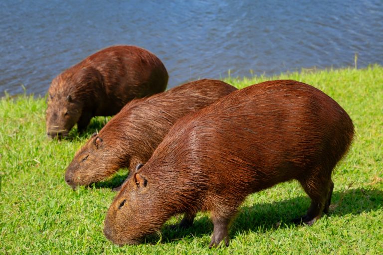 Group of capybaras grazing on green grass by lake with streets buildings in background