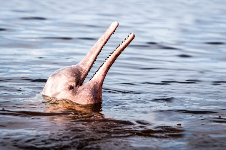 Amazon River Dolphin