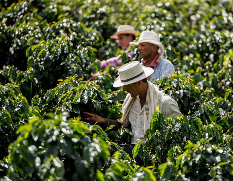 Men working at a coffee farm collecting coffee beans