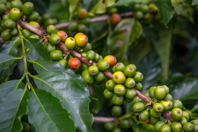 Diagonal branch of coffee plant with mainly green, yellow beans